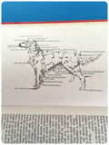 VINTAGE 1970’s FOYLES HANDBOOK ENGLISH SETTER DOG BOOK BY VALERIE FOSS