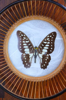 Vintage 70's Hand-made Butterfly & Bamboo Bowl - Penny Bizarre - 3